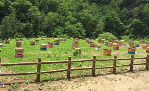 黎坪鎮(zhèn)龍山村蜂養(yǎng)殖基地建設(shè)項(xiàng)目